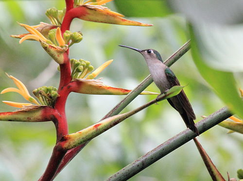 Wedge-tailed sabrewing